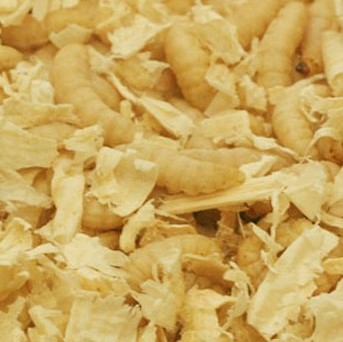 download petco wax worms